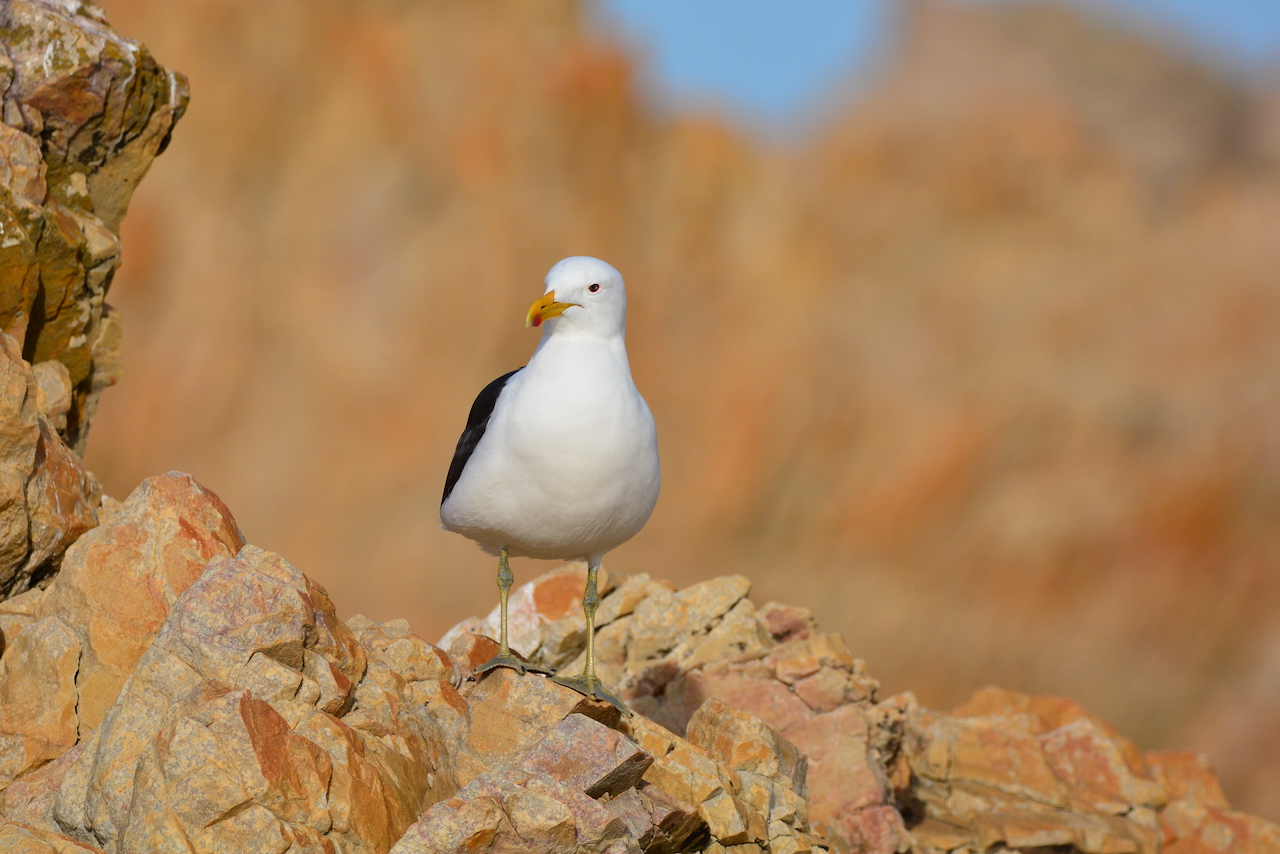 Larus dominicanus vetula